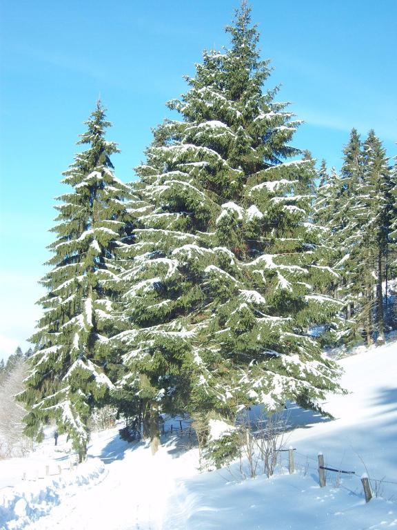 Birgits Willingen Willingen (Upland)